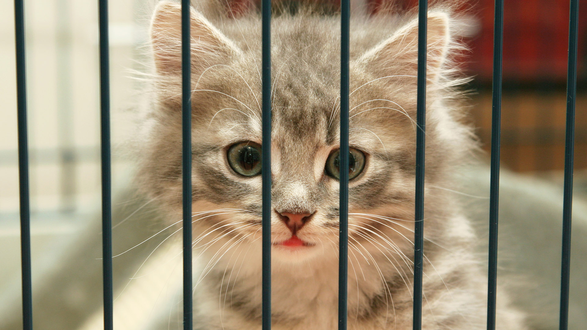 Florida Cat Breeder Accused of Animal Cruelty and Selling Sick Kittens -  Animal Legal Defense Fund