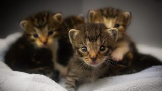 kittens