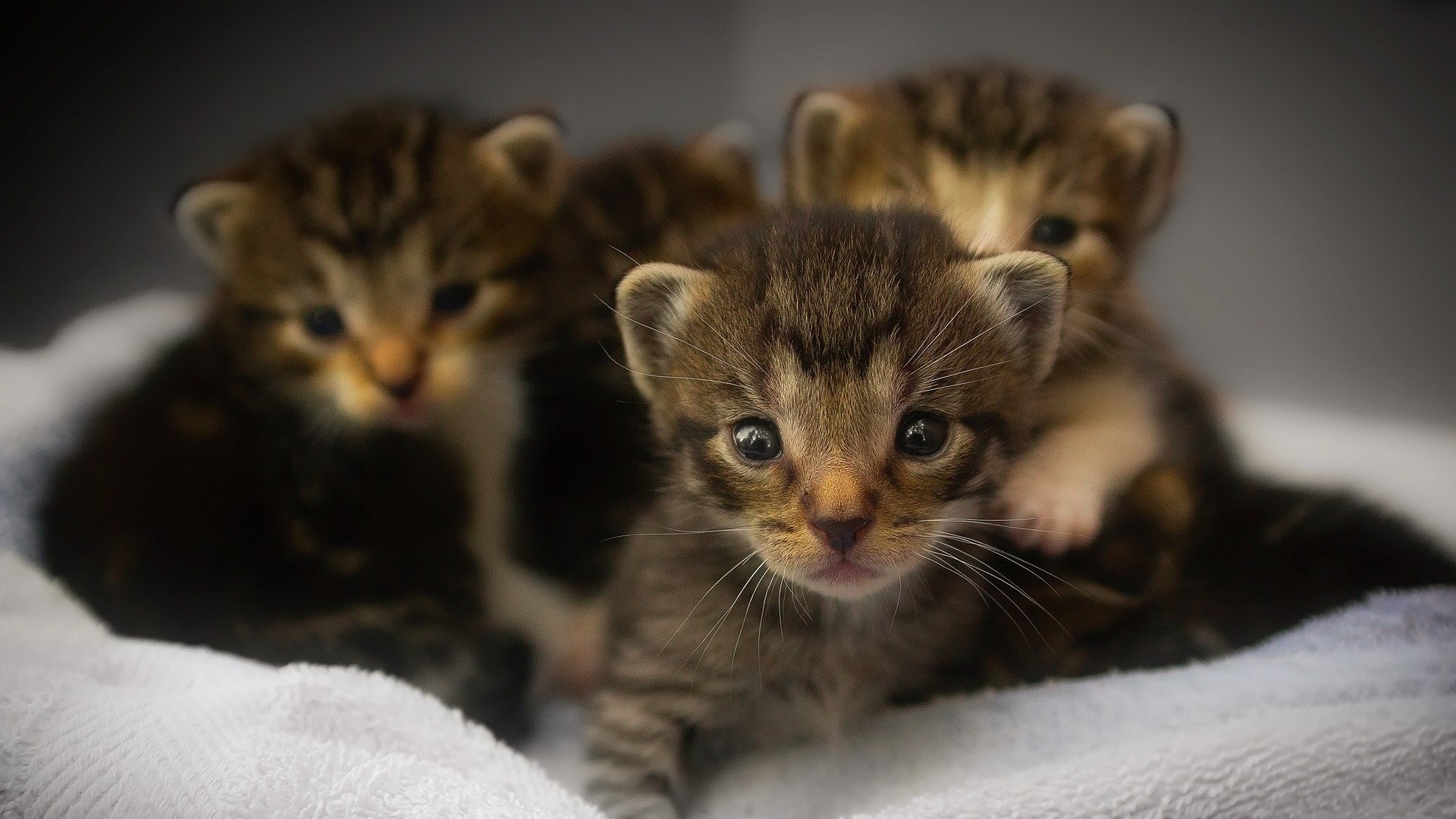 free kittens in stratford ct