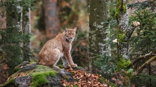 bobcat