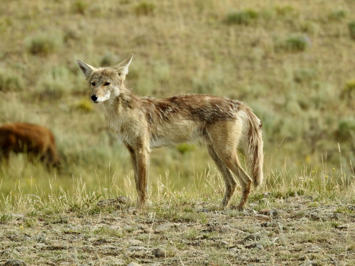 Oregon: Help Ban Coyote Killing Contests - Animal Legal Defense Fund