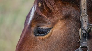 Close up of a horse