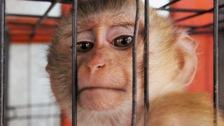 monkey