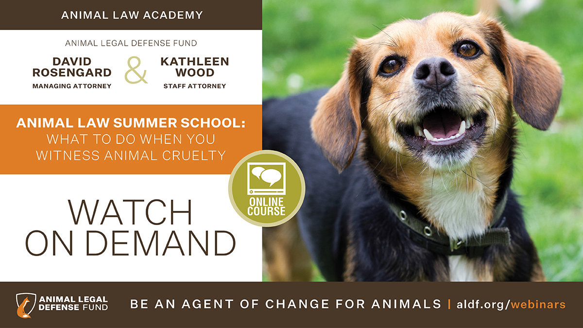 Animal Law Summer School: What to Do When You Witness Animal Cruelty -  Animal Legal Defense Fund