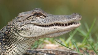 alligator