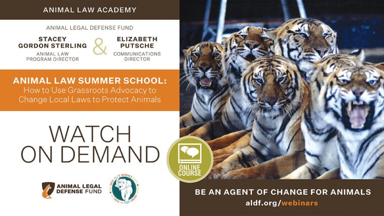 Animal Law Summer School: How to Use Grassroots Advocacy to Change Local  Laws to Protect Animals - Animal Legal Defense Fund