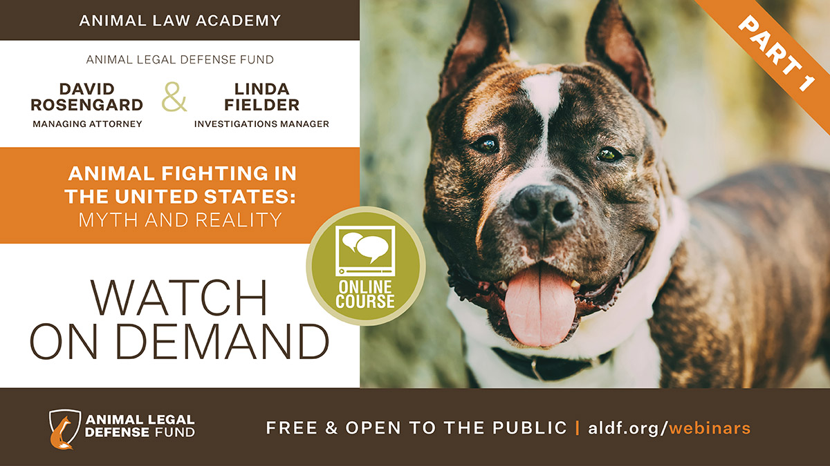 Animal Fighting in the United States: Myth and Reality - Animal Legal  Defense Fund