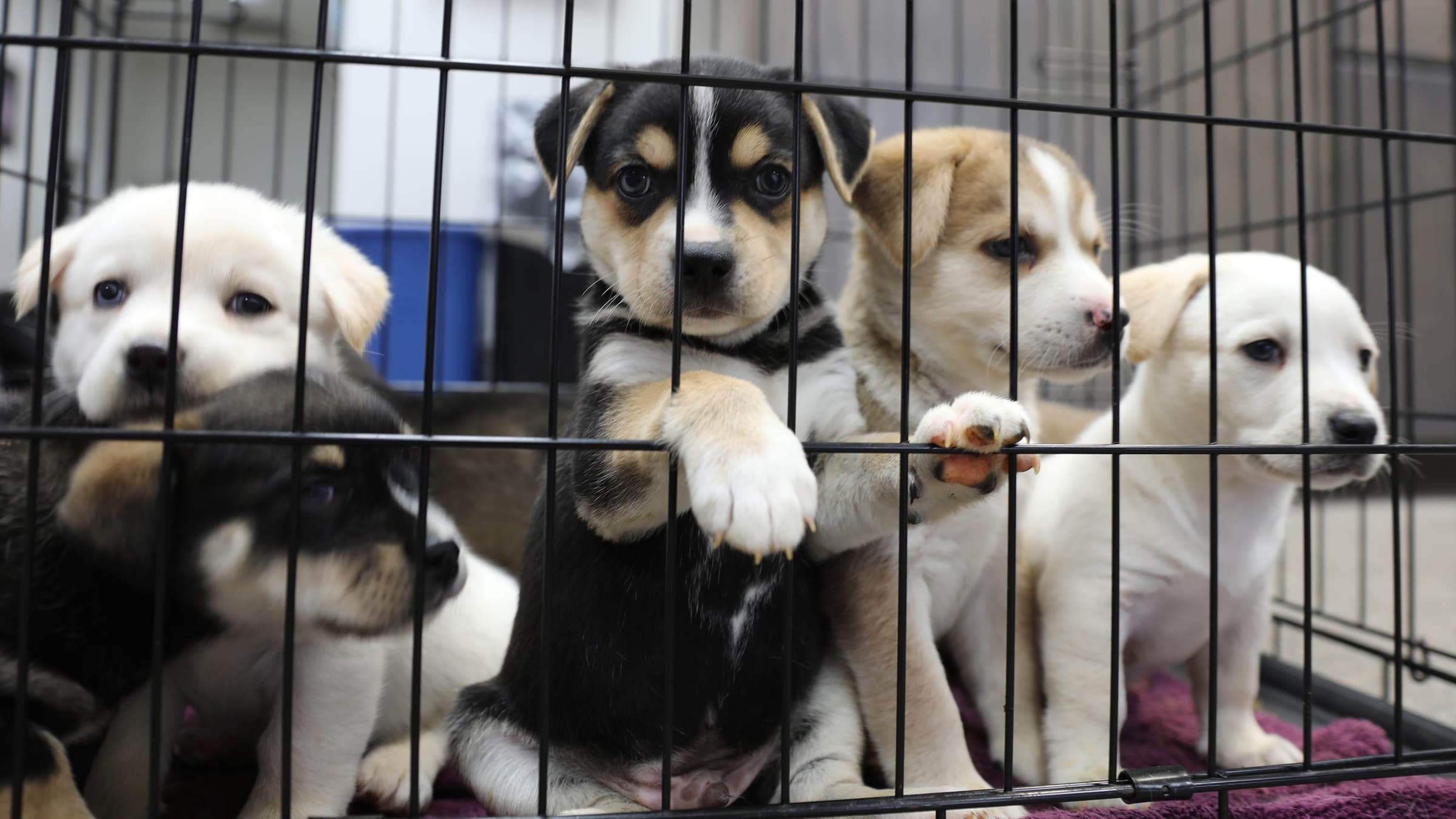 pet store animals in cages