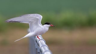 tern