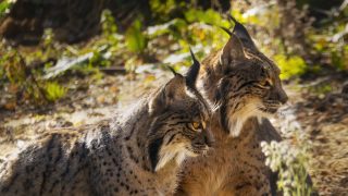 Iberian lynx