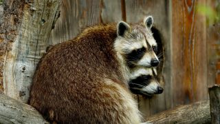 4 Wild Animals In Pennsylvania You'll Want To Avoid