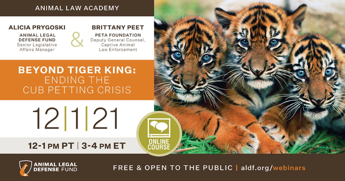 Beyond Tiger King: Ending the Cub Petting Crisis - Animal Legal Defense ...