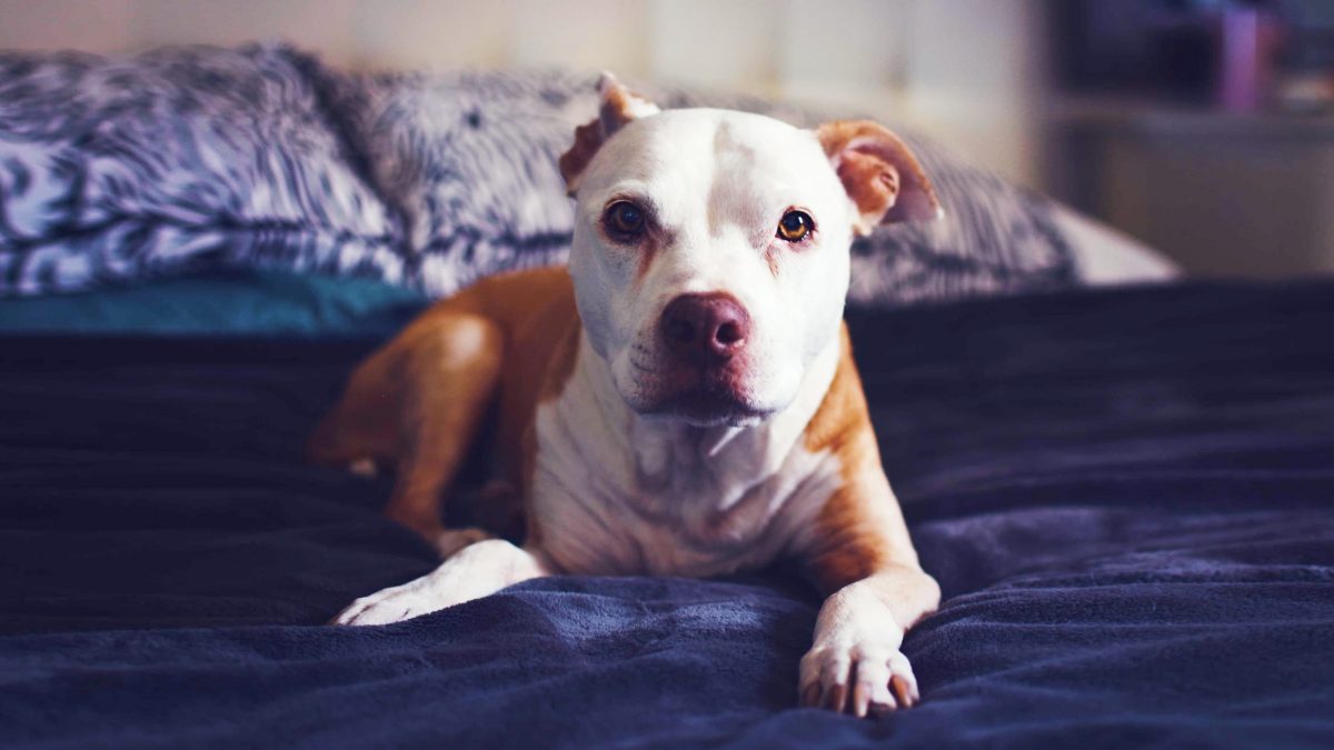 New Jersey Enacts Law to Protect Animal Cruelty Victims and Other At