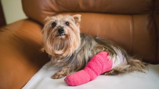 an injured dog