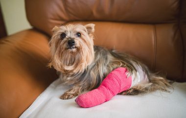 an injured dog