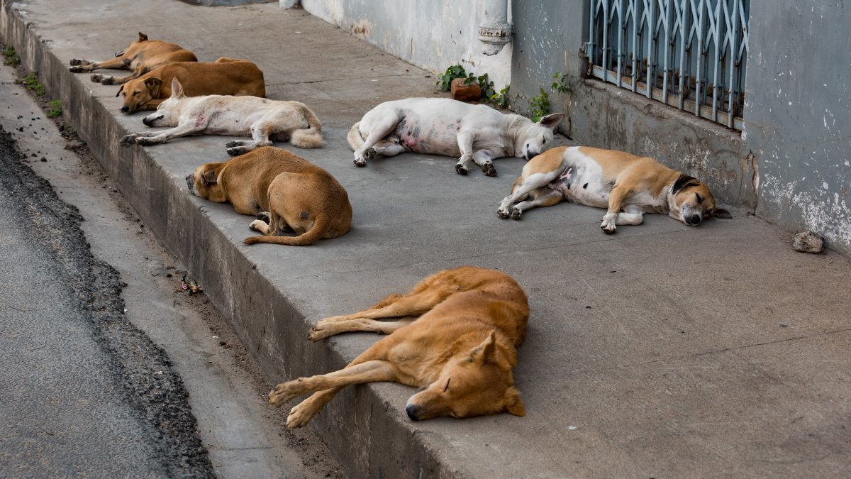 cheap food for stray dogs