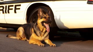 law enforcement dog