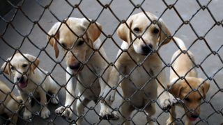 Puppy mill victims