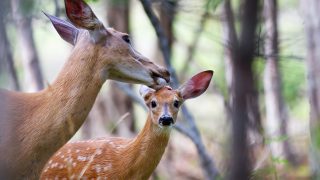 Deer with fawn