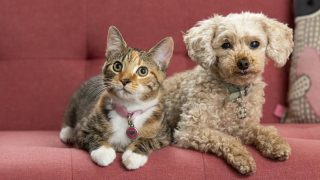 cat and dog