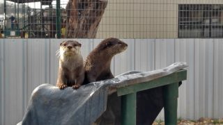 Otters