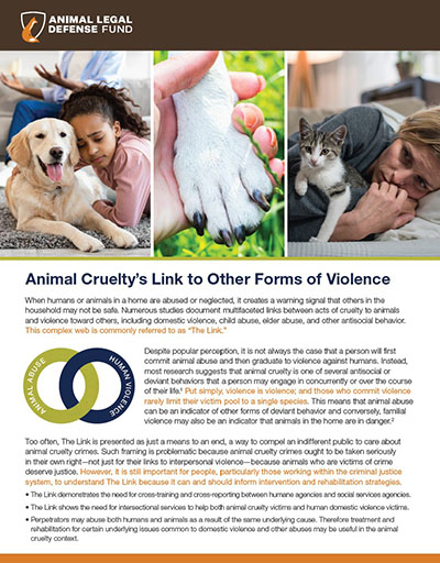 animal cruelty cats and dogs