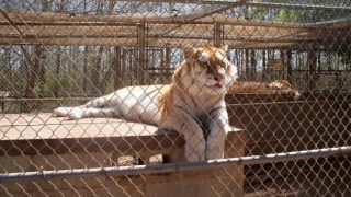 Nischala the tiger at Tiger Creek