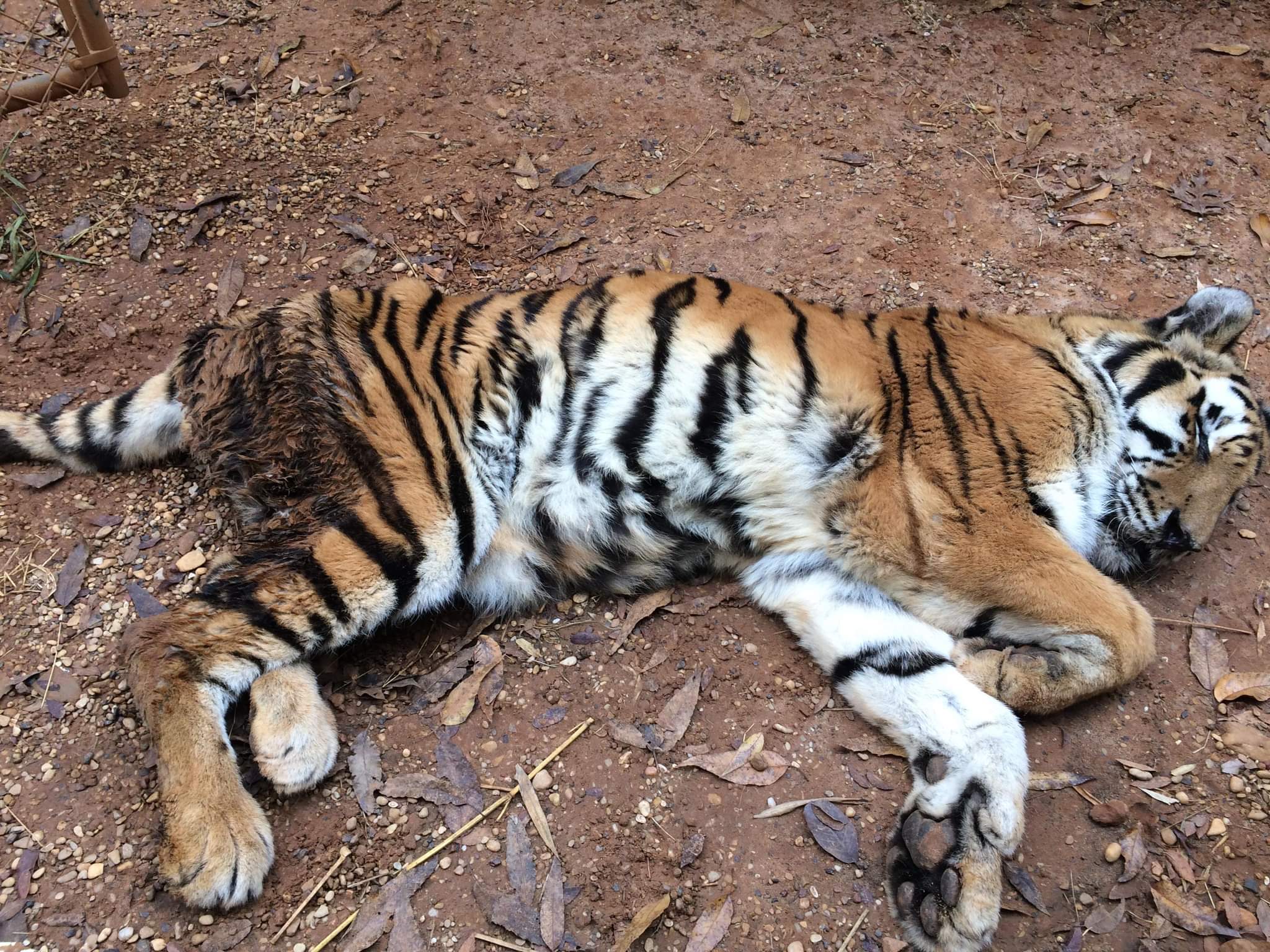 Lawsuit Filed Against Tiger Creek for Violating Endangered Species Act -  Animal Legal Defense Fund