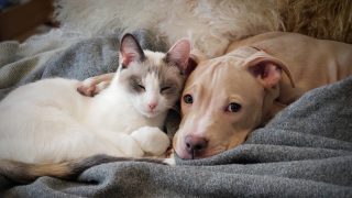 Animal Legal Defense Fund - The Legal Voice for All Animals