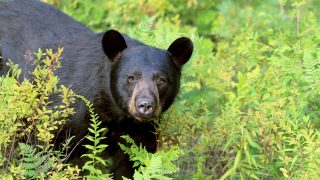 black bear