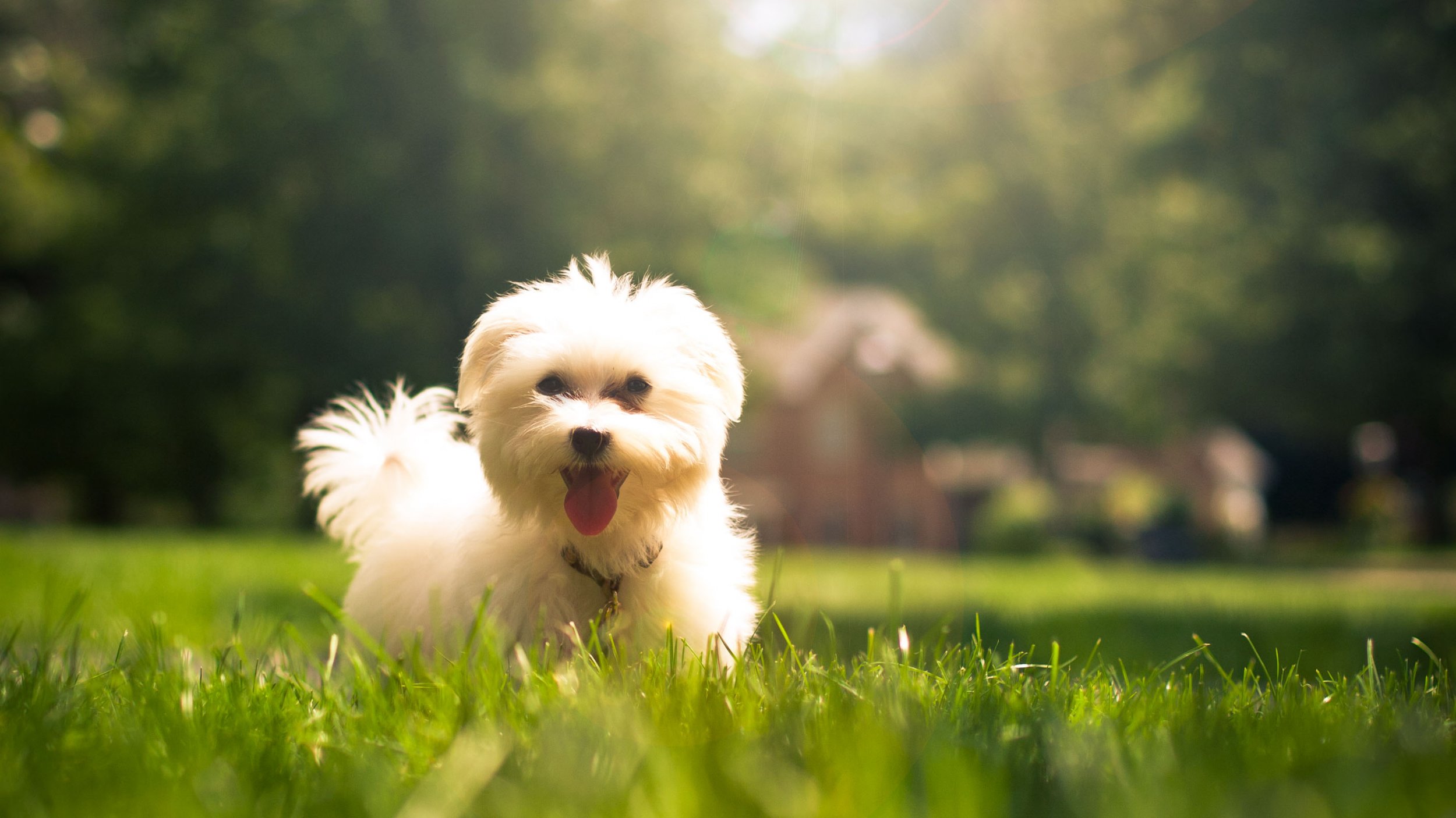 Idaho Ranked Second Worst State for Animal Protection Laws - Animal Legal  Defense Fund