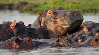 hippos