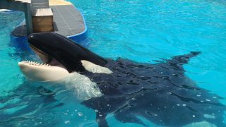 lolita the orca