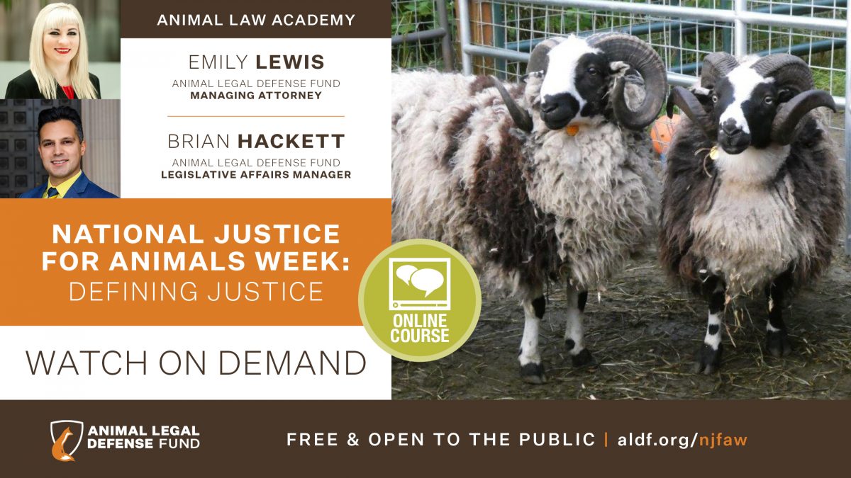 National Justice For Animals Week Defining Justice Animal Legal