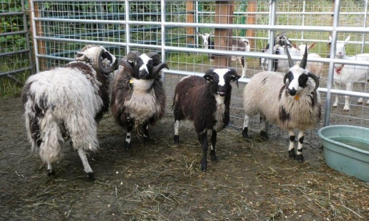 Group of rams