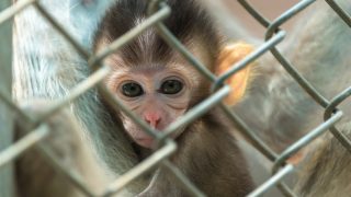 Sad macque baby with mother in a cage