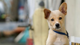 Carolina Dog puppy