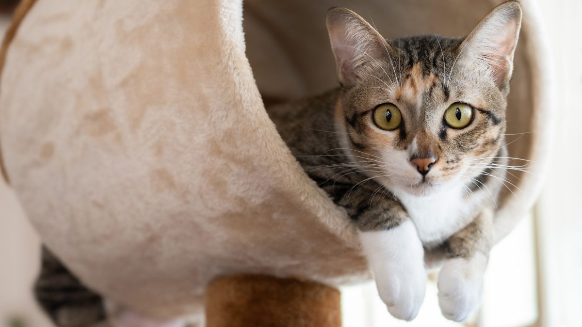 Cat Declawing Ban (Illinois) - Animal Legal Defense Fund
