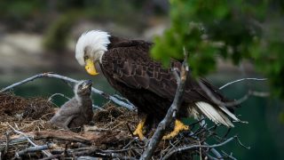 Bald eagle mother with baby eaglet in nest