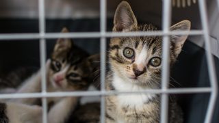 kittens in carrier