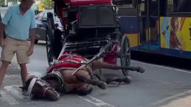 Ryder the horse collapsed on 9th Street in New York City