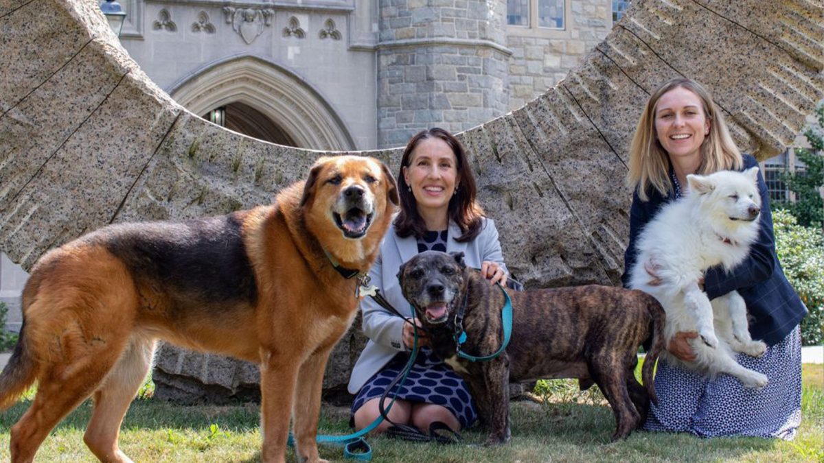 University of Connecticut Dog Collar