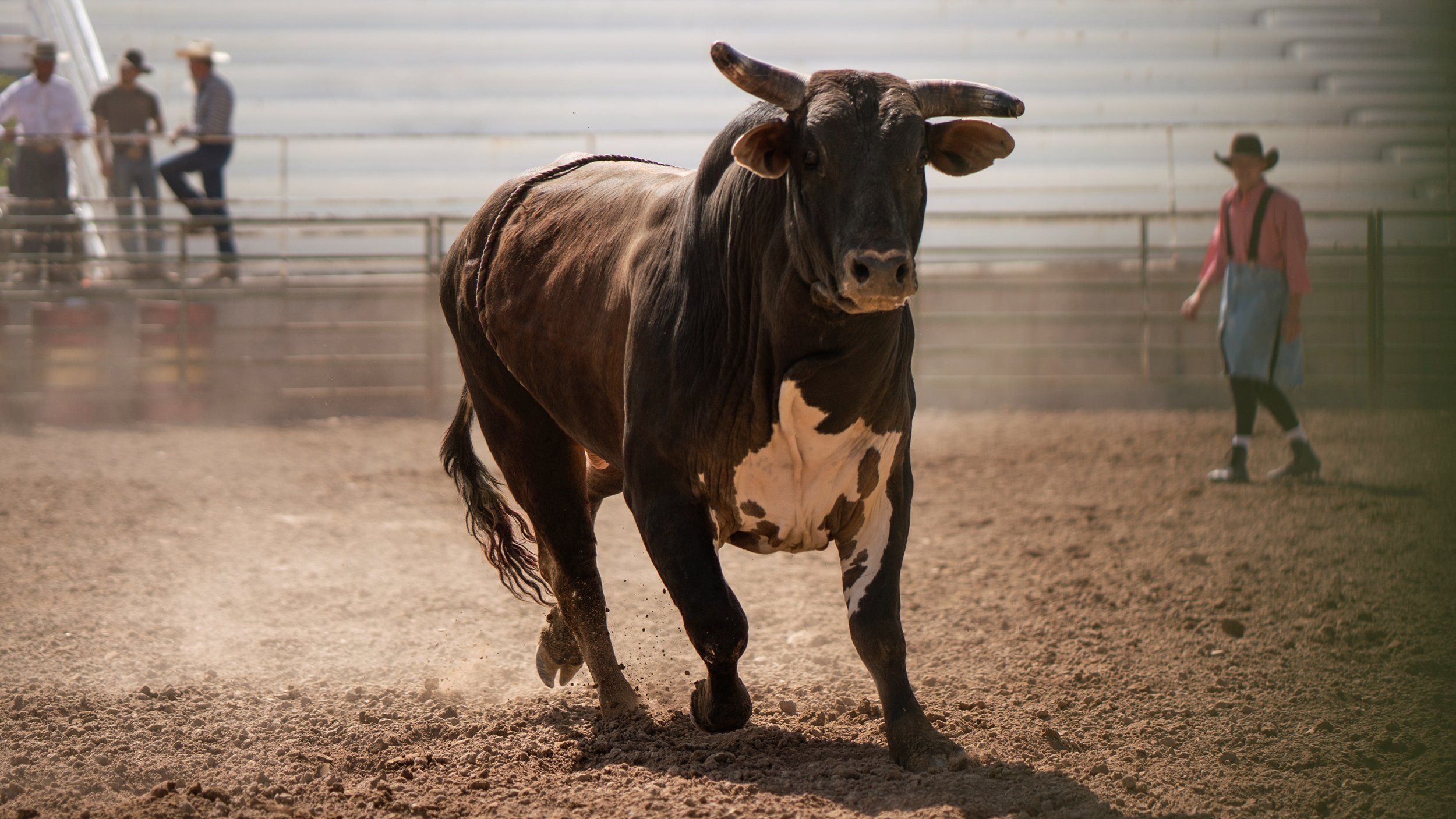 George Mason University Students Urge Ban of Professional Bull Riders After  Video Release - Animal Legal Defense Fund