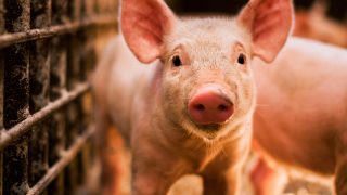 Piglets in a pen, one of the animals affected by federal Farm Bill policy