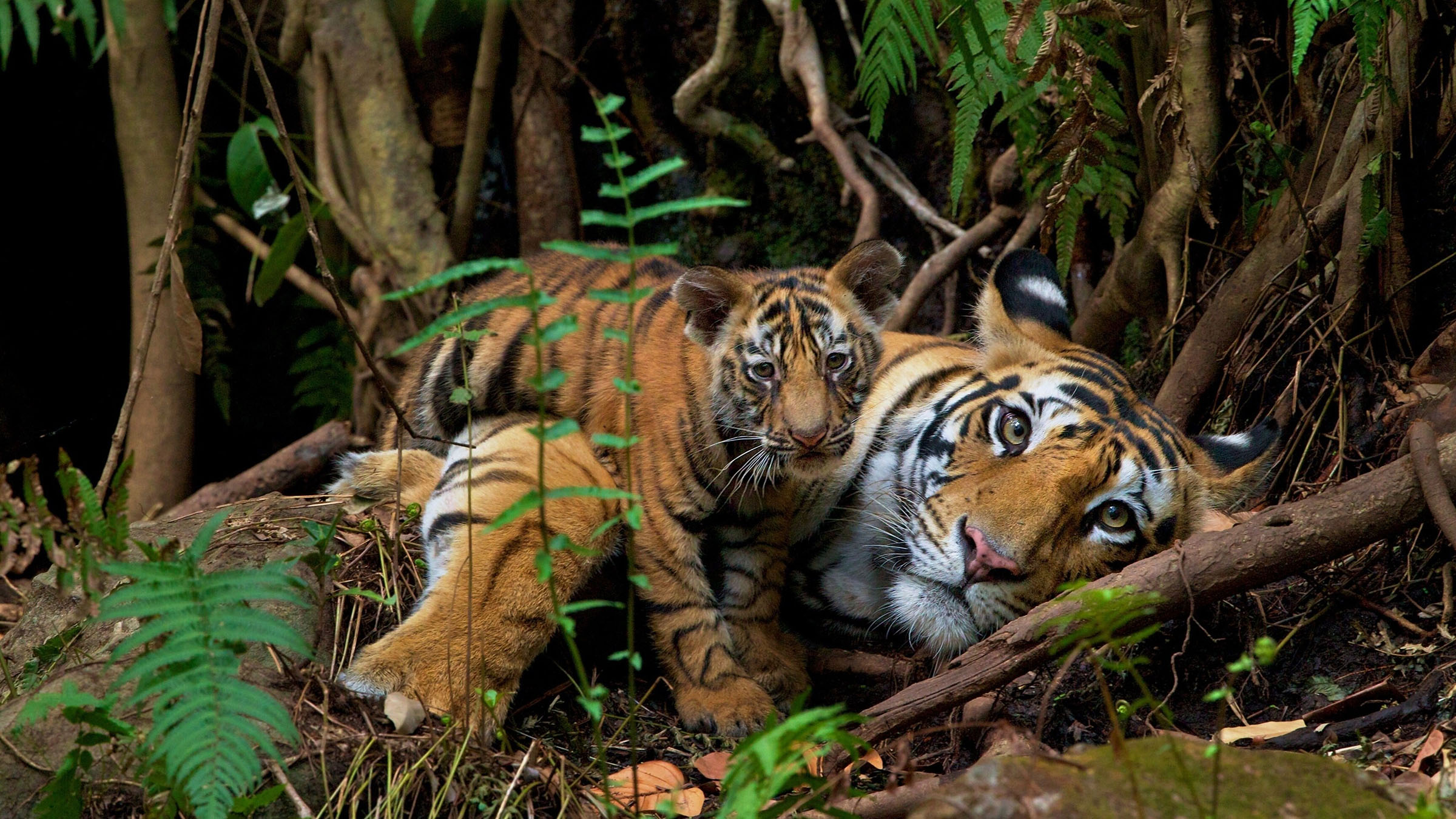 Big Cat Public Safety Act Passes the U.S. Senate in Victory for