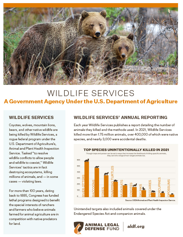 Why Wild Animals Can Be a Problem - Varment Guard Wildlife Services
