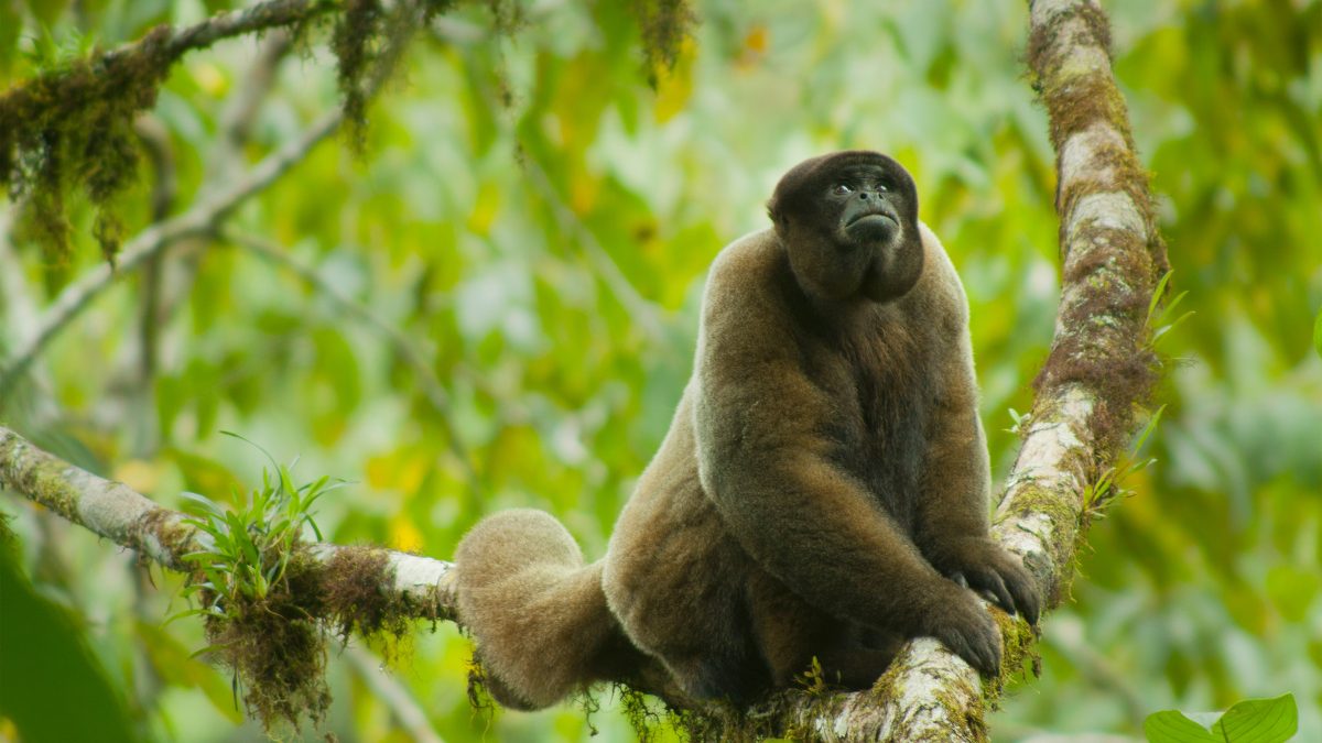 Ecuador’s Constitutional Court Rules Wild Animals Are Subjects of Legal Rights Under the Rights of Nature