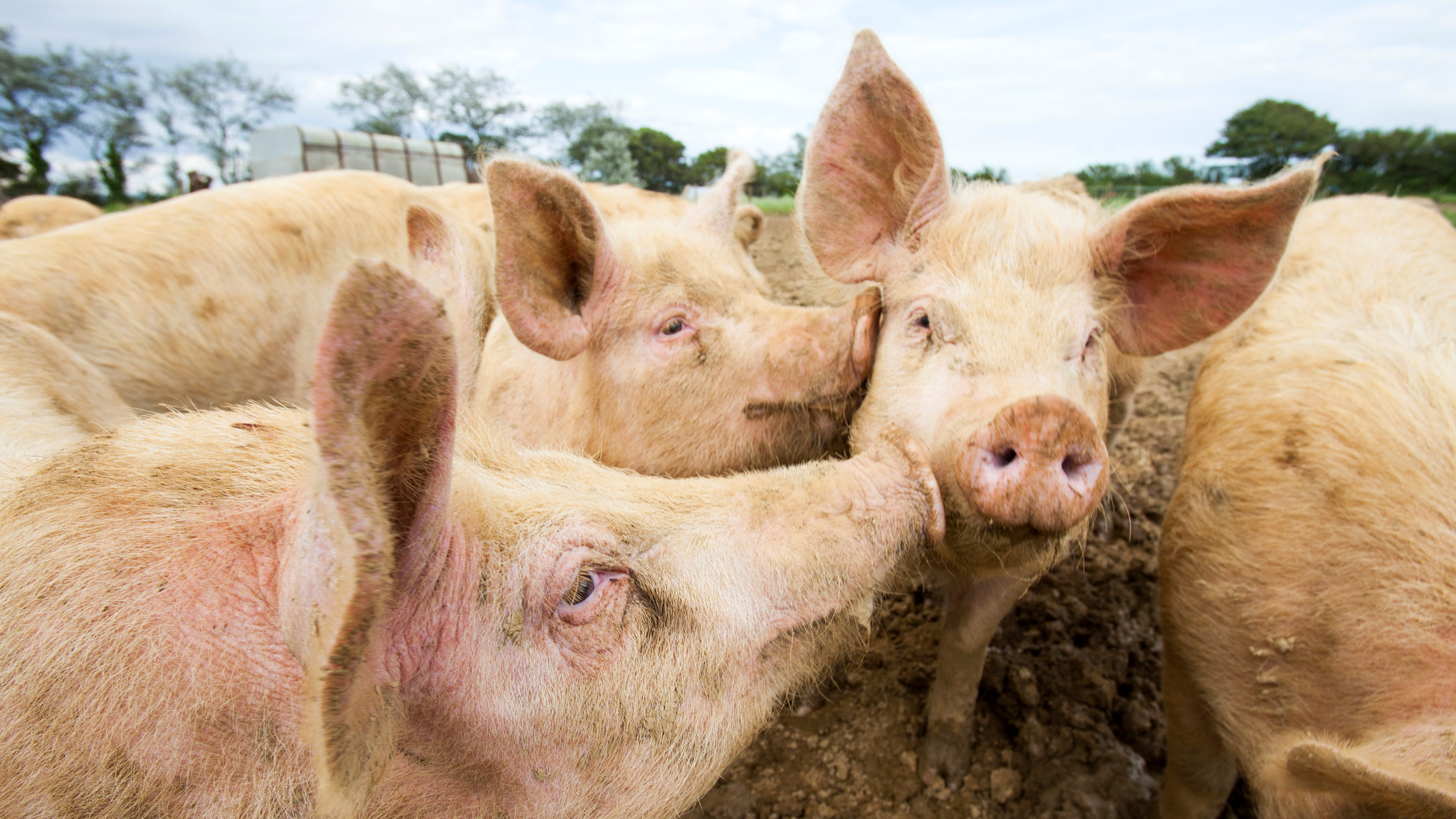 Fourth Circuit Enjoins North Carolina Ag-Gag Law - Animal Legal Defense Fund