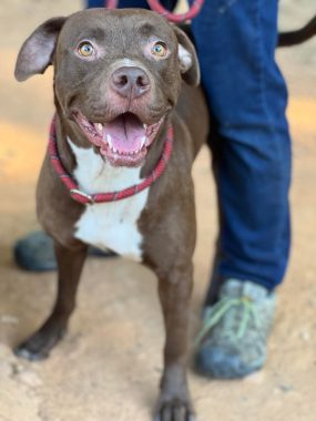 Fiona, a female 3-year-old Pittie / Lab Mix