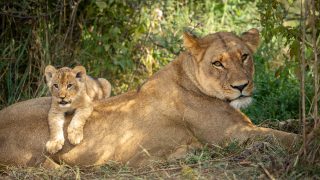 Lion cub laying on an adult lion